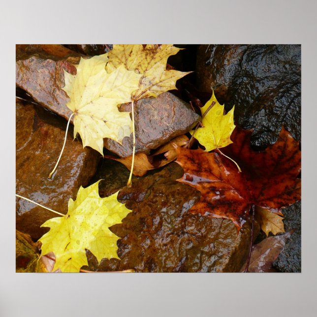 Poster Feuille et rochers d'automne Photographie naturell (Devant)