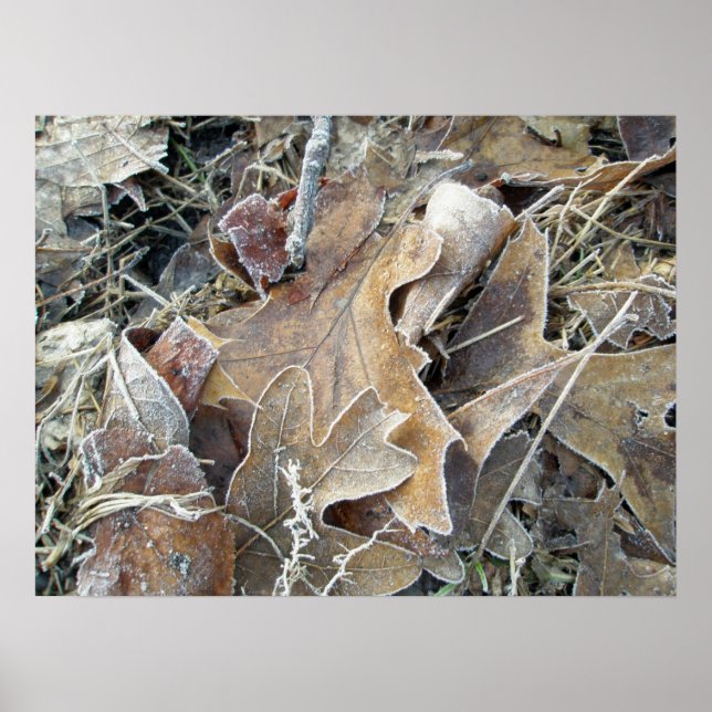 Poster Feuille Frosty Morning (Devant)
