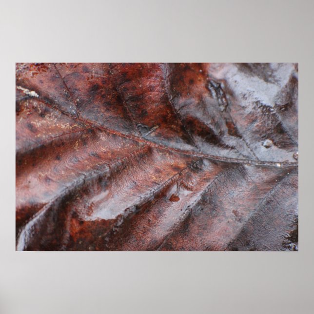 Poster Feuille humide (Devant)