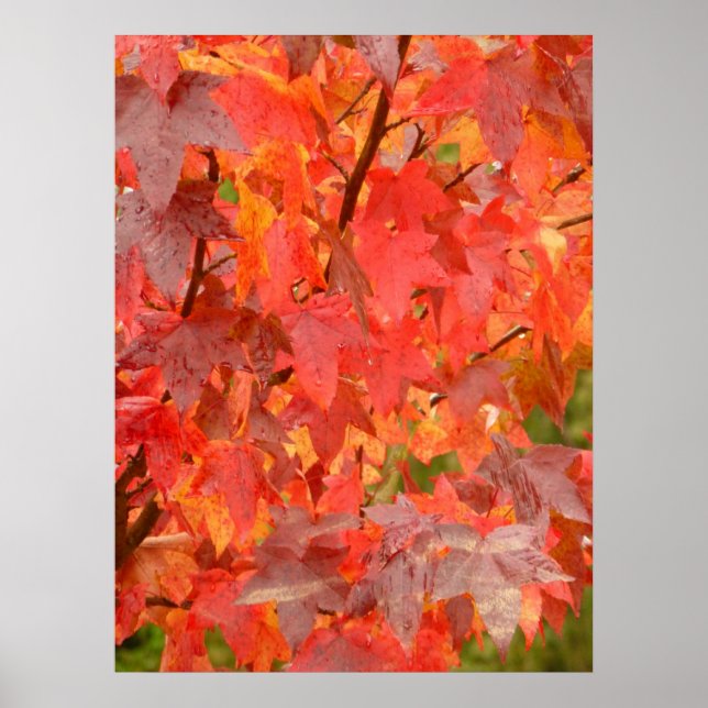 Poster Feuille Liquidambar (Devant)