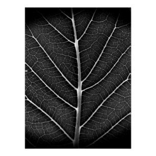 Poster Feuille lumineuse noir et blanc en gros plan