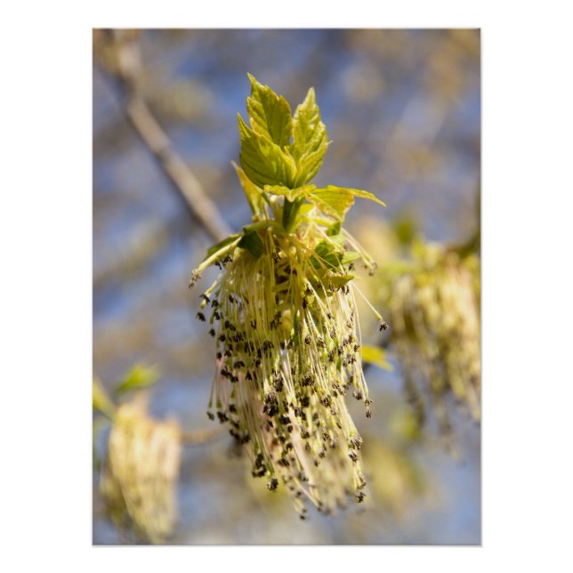 Poster Feuille mignons en photo de printemps (Devant)