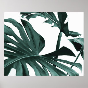Poster Feuille Monstera