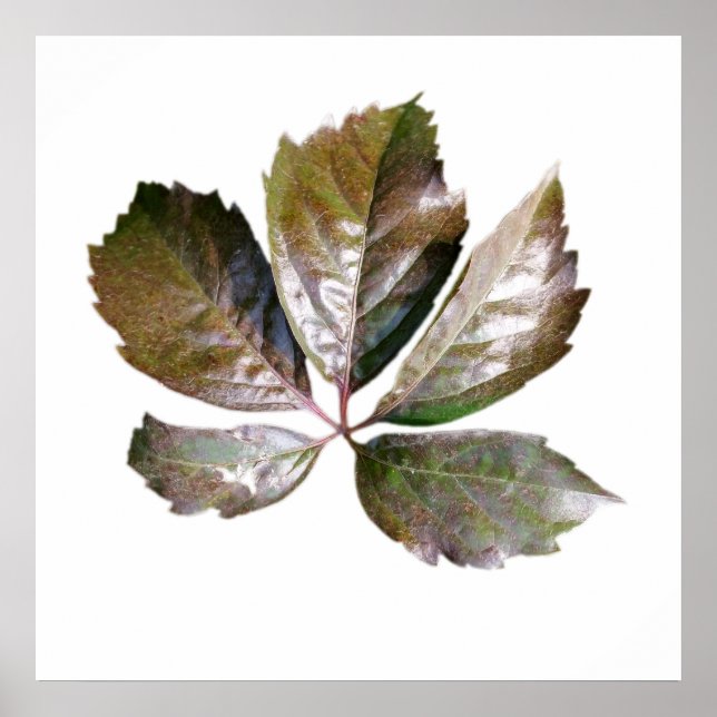 Poster feuille rouille (Devant)