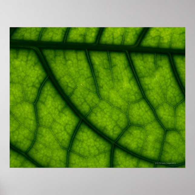 Poster Feuille verte rétroéclairée (Devant)