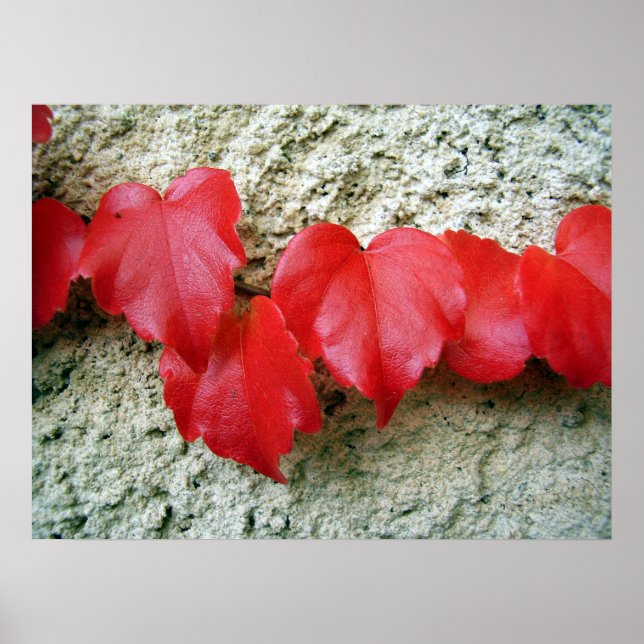 Poster Feuille Virginia Creeper (Devant)