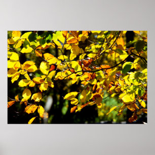 Poster Feuilles à l'automne
