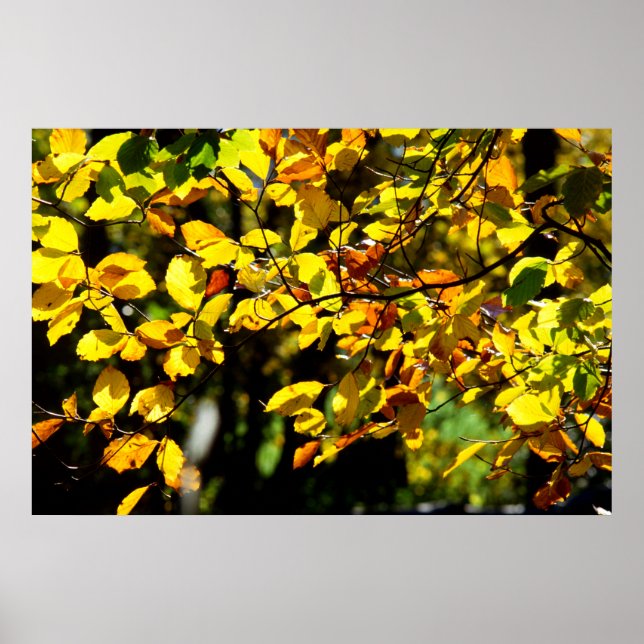 Poster Feuilles à l'automne (Devant)