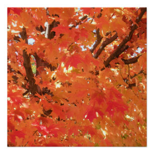 Poster Feuilles d'automne 1