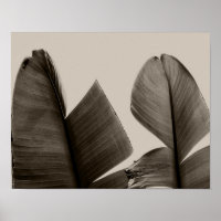 Feuilles de bananiers à Sepia