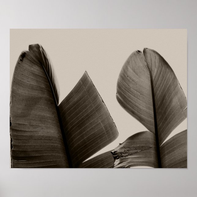Poster Feuilles de bananiers à Sepia (Devant)