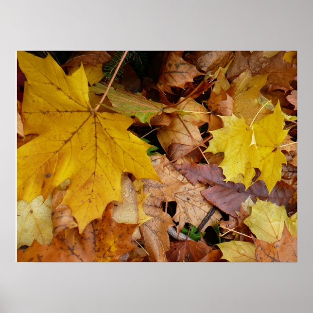 Poster Feuilles de Érable Tombées Jaune Automne Nature (Devant)