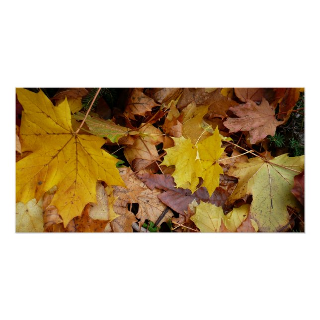 Poster Feuilles de Érable Tombées Jaune Automne Nature (Devant)