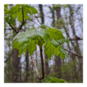 Poster Feuilles de forêt après la pluie – Wild Nature Rou