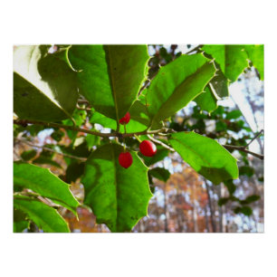 Poster Feuilles de houx II Nature botanique de vacances