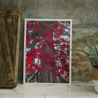 Feuilles de l'érable rouge et Séquoia géante