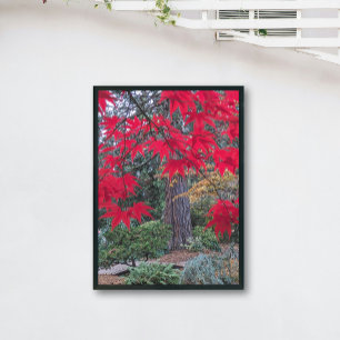 Poster Feuilles d'érable rouge dans un jardin japonais