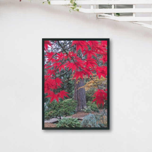Poster Feuilles d'érable rouge dans un jardin japonais (In Situ)