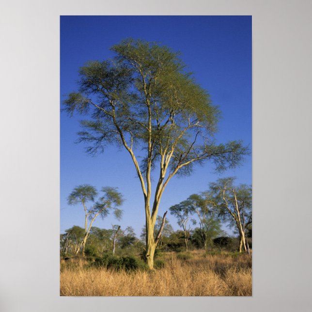 Poster Fever Tree (Acacia Xanthophloea), Punda Maria (Devant)