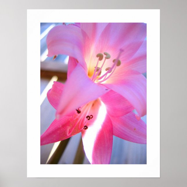 Poster Février rose (Devant)