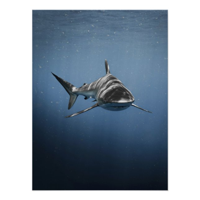 Poster Fierce Ocean Predator – Shark (Devant)