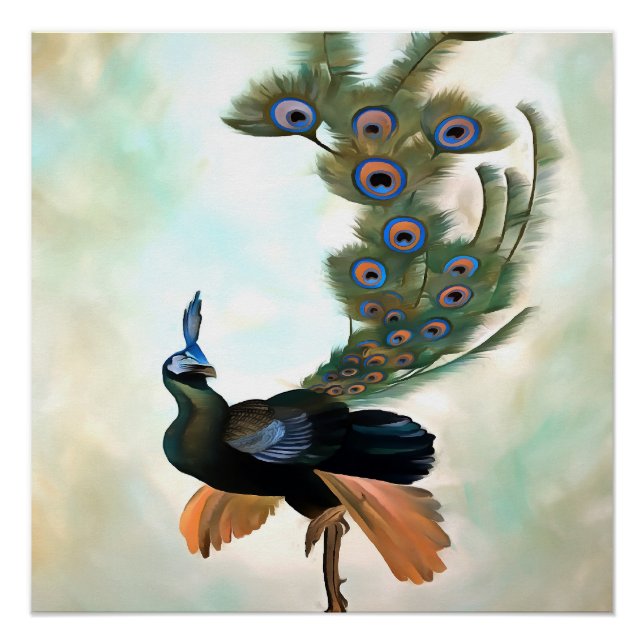 Poster Fière Comme Un Peacock Colorful Courtship Display (Devant)