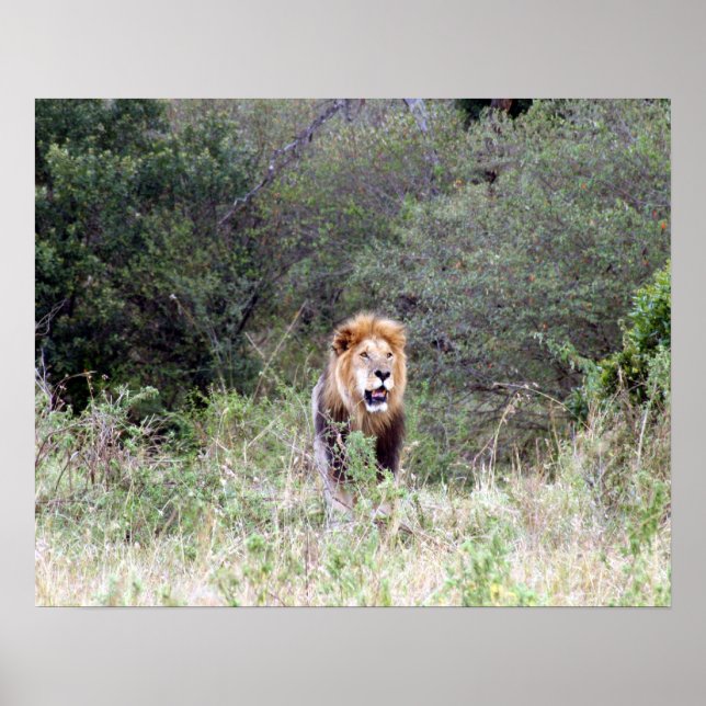 Poster fière de lion (Devant)
