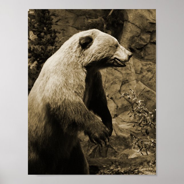 Poster Fière Ours (Devant)