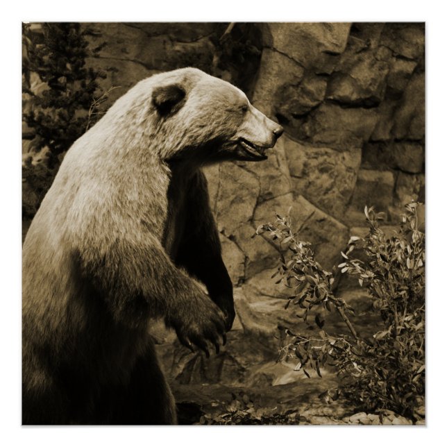 Poster Fière Ours (Devant)