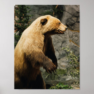 Poster Fière Ours