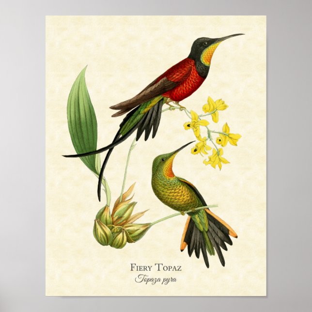 Poster Fiery Topaz Hummingbirds Art Print (Devant)