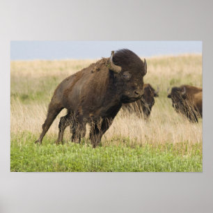 Poster Fiesty jeune bison bull at Tallgrass