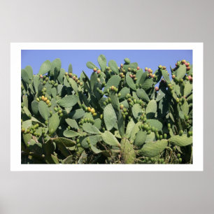 Poster Figues de Barbarie