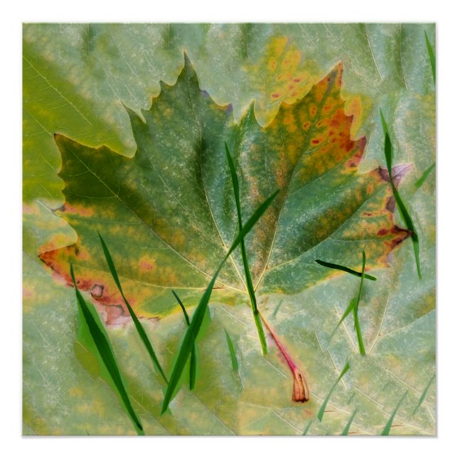 Poster Fin de l'automne (Devant)