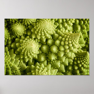 Poster Fin de légume de brocoli de Romanesco