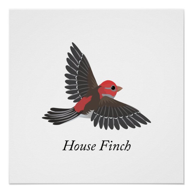 Poster Finch Maison (Devant)