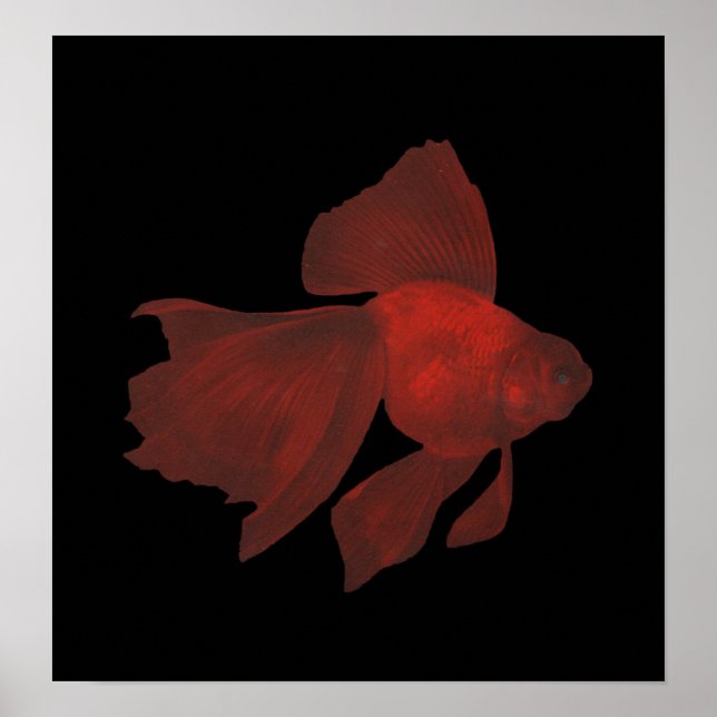 Poster Fish - Veiltail Goldfish - Carassius auratus (Devant)