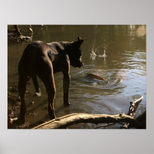 Poster Fishin' Pit Bull