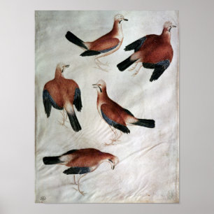 Poster Five Jays, de l'album Vallardi