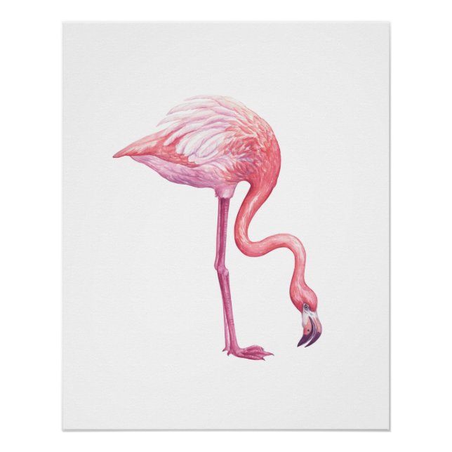 Poster Flamant rose (Devant)
