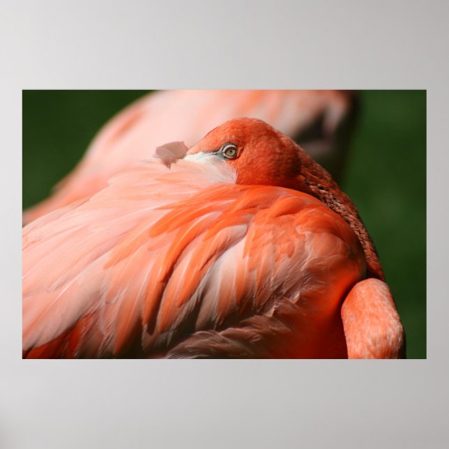 Poster Flamant rose (Devant)
