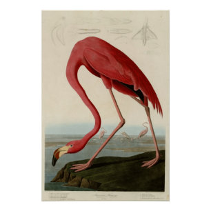 Poster Flamant rose américain
