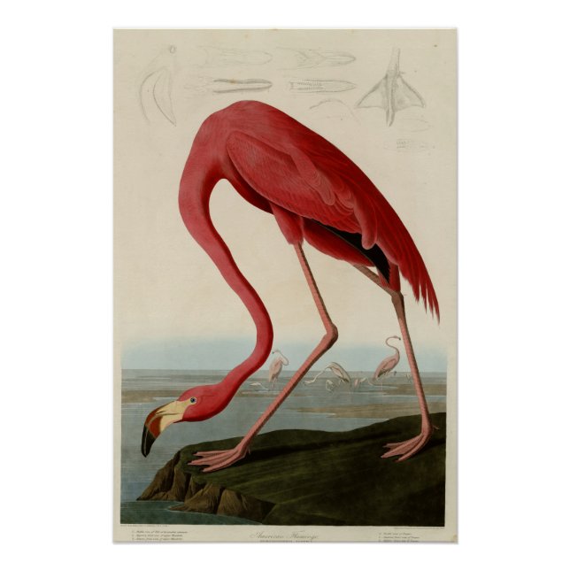 Poster Flamant rose américain (Devant)