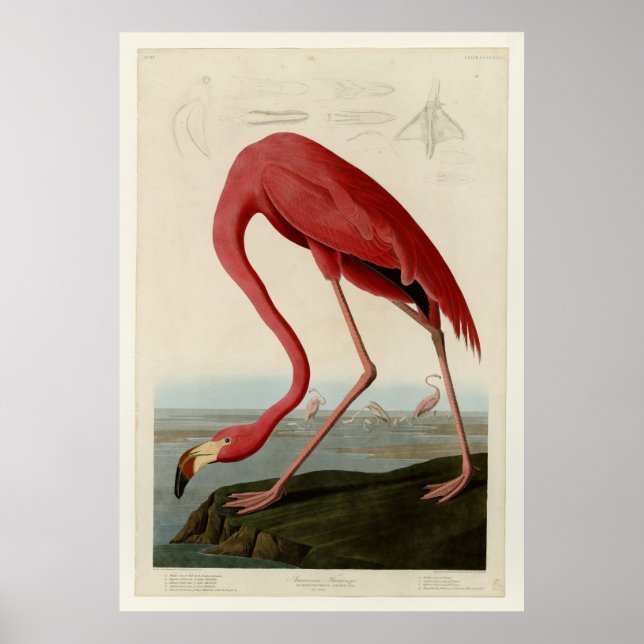 Poster Flamant rose américain (Devant)