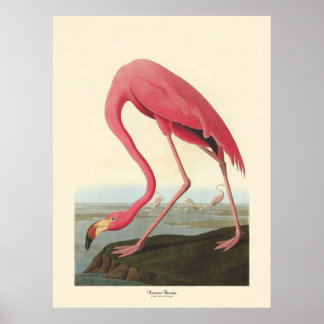 Poster Flamant rose américain | John James Audubon