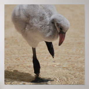 Poster Flamant rose bébé