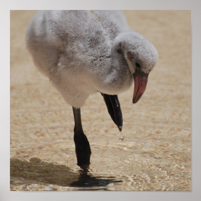 Poster Flamant rose bébé (Devant)