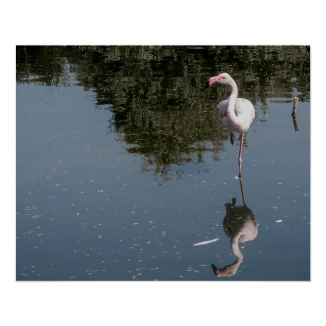 Poster flamant rose dans l'eau (Devant)