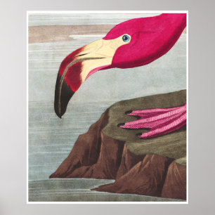 Poster FLAMANT ROSE PARK Audobon American Flamant rose Po