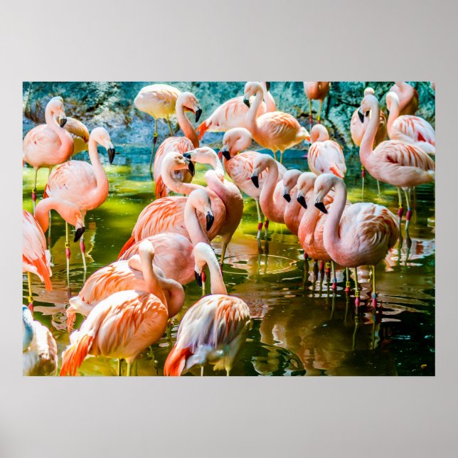 Poster Flamant rose rose (Devant)